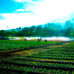 Aspersor P5 com Rosca Externa de 1/2" - Agrojet - Unitário