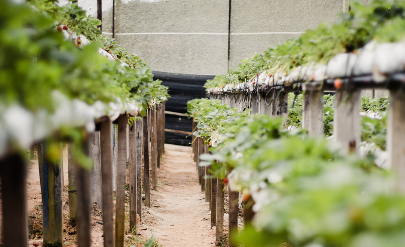 Irrigação em estufas: como distribuir água corretamente