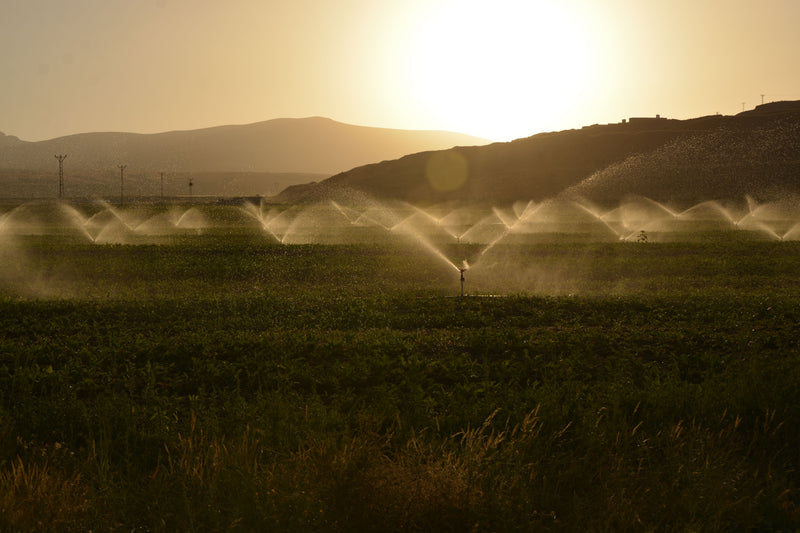 Como organizar uma rede de irrigação para áreas maiores