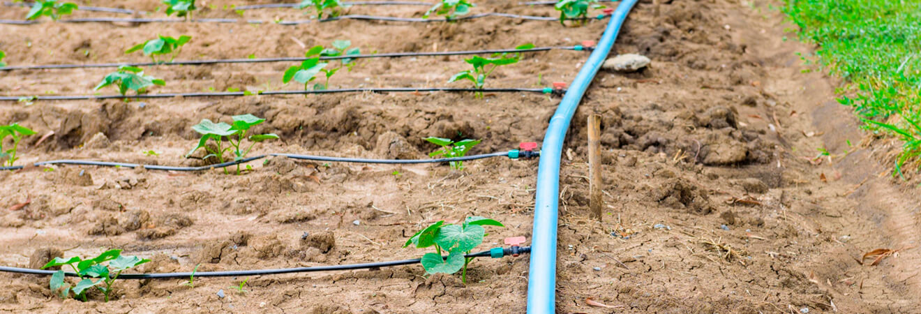 Sistema de irrigação por Gotejamento